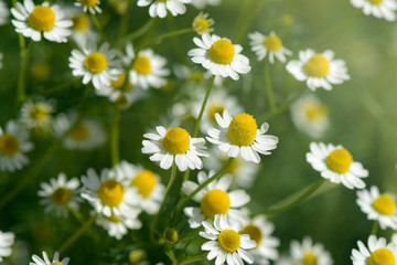 Organic Chamomile (Chamaemelum nobile L.). on natural plantation field.