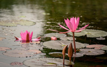 Close Up Lily Pads And Pink Flowers In Pond