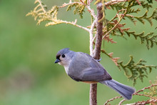 Tufted Titmouse (Baeolophus Bicolor) Perched On A Tree In Autumn