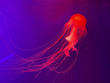 canvas print picture - Aquarium with jellyfish, glowing neon jellyfish ocen