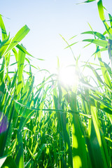 Canvas Print - Green summer grass bottom view on sky and sun. Morning Dew on Grass at Spring.  Natural Spring Background