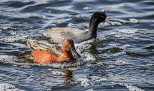 Cinnamon Teal Ducks In Pond