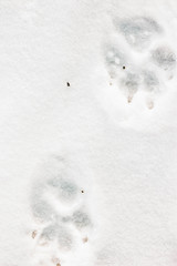 Dog footprints in the snow