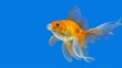  Goldfish in an aquarium with an open mouth on a blue background.