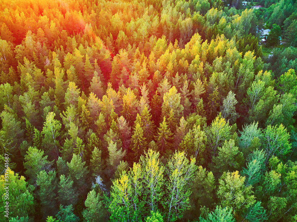 Scenic top down view of mixed forest in Finnish countryside, at sunset - obrazy, fototapety, plakaty 