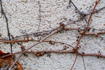 Wall Mural - old wall entwined with ivy