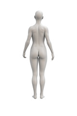 Female body anatomical illustration over a white background.