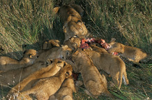 LION D'AFRIQUE Panthera Leo