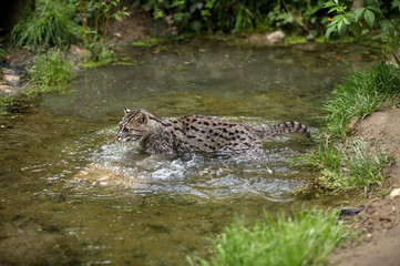 Sticker - CHAT PECHEUR prionailurus viverrinus