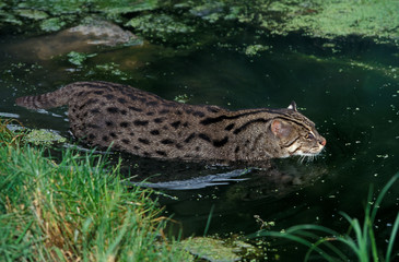 Poster - CHAT PECHEUR prionailurus viverrinus