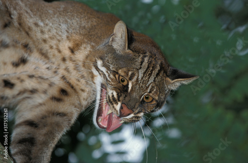 Chat Dore D Asie Catopuma Temmincki Buy This Stock Photo And Explore Similar Images At Adobe Stock Adobe Stock