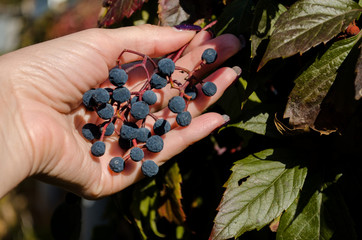 Wall Mural - Female hand holding a bunch of ripe blue girlish grape on a background of leaves