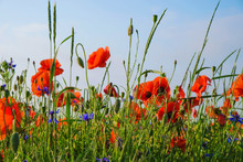 Wildflowers Of Poppy And Cornflowers In Dew On Sky Background. Sunny Morning In Ukraine.