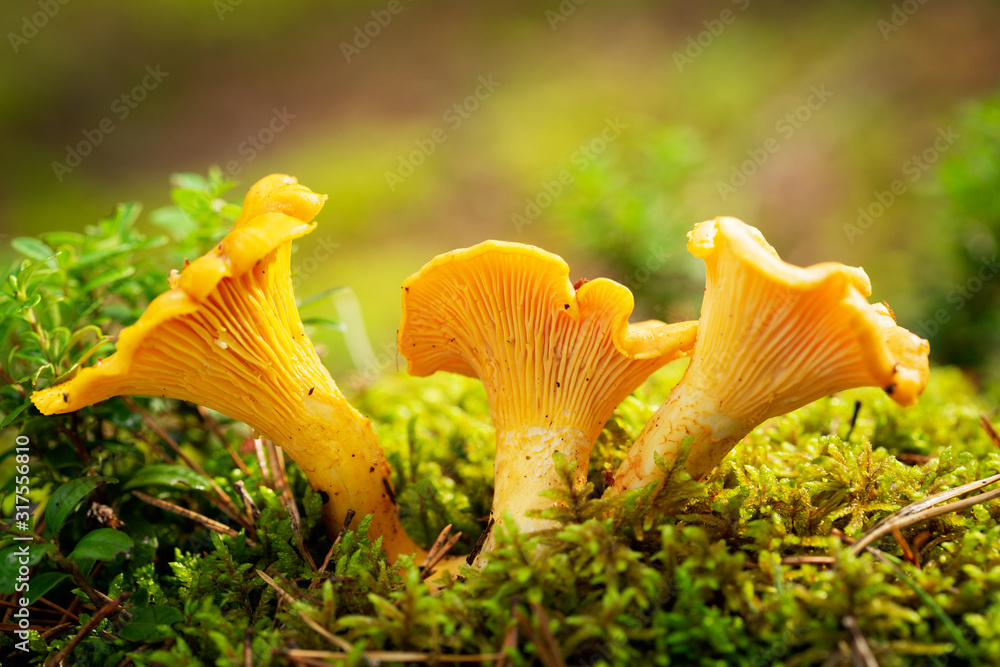 Chanterelle mushrooms in a forest. Edible mushrooms - obrazy, fototapety, plakaty 