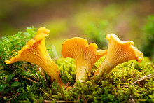 Chanterelle Mushrooms In A Forest. Edible Mushrooms