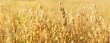 Ripe ears of oats in a field