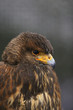 © acceptfoto - Photo of a Harris's hawk headshot portrait close up