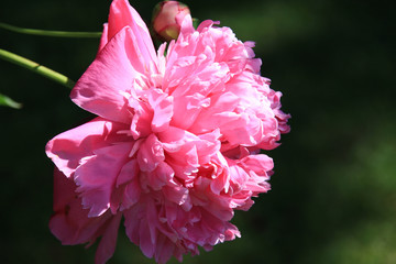 Pink peony flower in the morning sun close-up on a blurred green background.