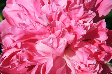  Pink peony flower in the morning sun close-up on a blurred green background.