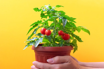 Small bush of cherry tomatos in brown pot on female hands. Balcony tomato on a bright yellow background