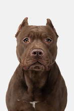 Pit Bull Terrier On A White Background. Pet In The Studio.
