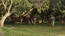 Heard Of Zebras Relaxing Under Tree Shade In The Wild, South Africa 