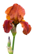 Orange Iris Flower On White Isolated Background_