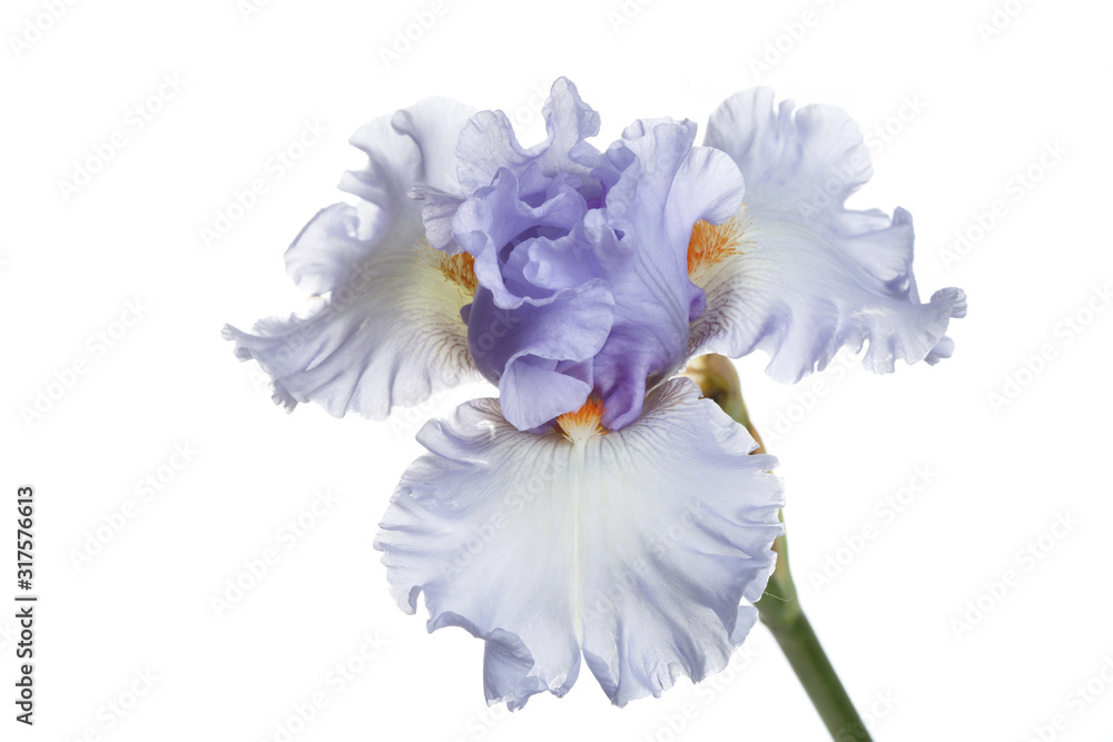 Blue iris flower Isolated on a white background. - obrazy, fototapety, plakaty 