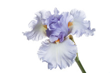 Blue Iris Flower Isolated On A White Background.