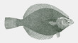 Arctic flounder liopsetta glacialis, flatfish from the Polar waters of the northeastern Atlantic Ocean in top view