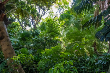 Wall Mural - Subtropical forest, botanical gardens in the Palermo district of Buenos Aires, Argentina