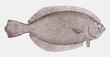 Summer flounder paralichthys dentatus, flatfish from the Northwest Atlantic in topside view