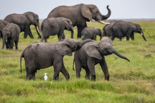 Two Young Elephants Playing Together In Africa, Cute Animals In The Amboseli Park In Kenya