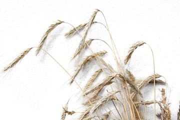 Ear of barley on white background