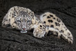 Resting Snow Leopard II