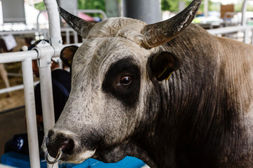 funny portrait of brown cow on sky background