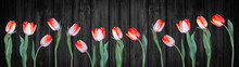 Spring Background Panorama Banner - Red White Tulips Isolated On Black Rustic Wooden Wall Texture