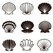 monochrome collection of various seashells isolated on white background