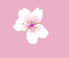 Flower Vector On Pink Isolated Background. Beautiful Cherry Blossom.