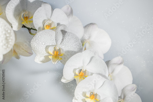 Dekoracja na wymiar  bliska-pieknych-bialych-kwiatow-orchidei