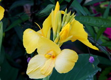 Beautiful Yellow Canna Lily Flower, A Tropical Plant
