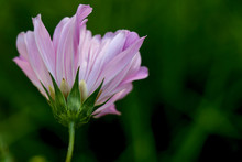 Pink Cosmo On A Forest Green Background