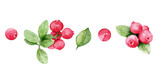 Fototapeta Lawenda - Set of painted cranberry berries, watercolor isolated illustration.