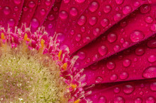 Closeup Of A Flower In The Garden
