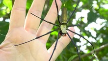 Enormous Spider On Web Hand Size Comparison, Nephila Pilipes Macro