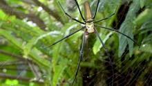 Huge Spider Dwarfs Two Tiny Spiders On Web, Nephila Pilipes Orb Weaver