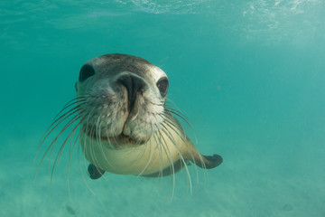 Poster - Australian Sea Lion	