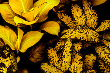 The Concept Of Leaves With Yellow Leaves, Abstract, Tropical Leaves, Natural Background