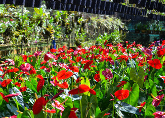 Poster - Anthurium Taiflower blooming at greenhouse