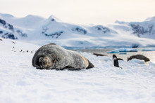 Weddell Seal In Antarctica Resting On Snow And Ice, Natural Wildlife Behavior, Relaxing With Eyes Closed